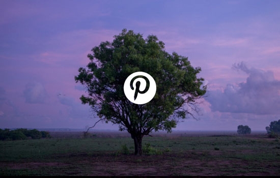 A tree silhouetted against the sunset